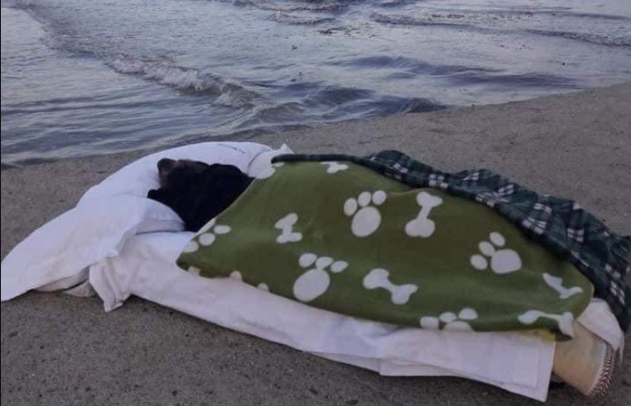 "Quería regalarte otra emoción": llevó a ver el mar a su perra enferma en fase terminal | Internacionales