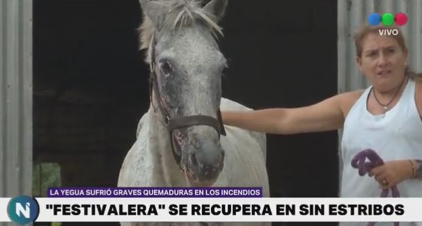 VIDEO: la yegua cordobesa que se recupera de graves quemaduras sufridas en los incendios forestales | Córdoba