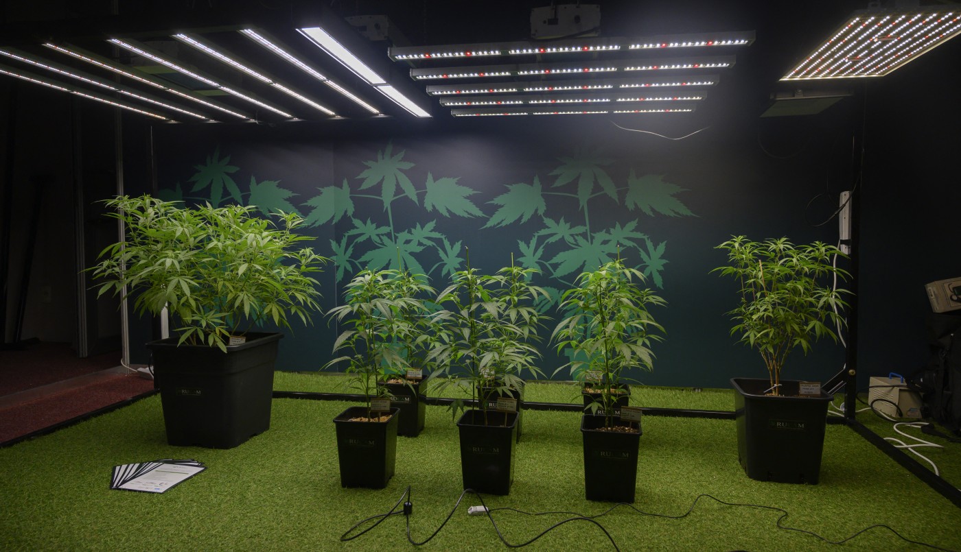 Países Bajos: el consumo de cannabis aumentó desde la aparición del coronavirus | Internacionales