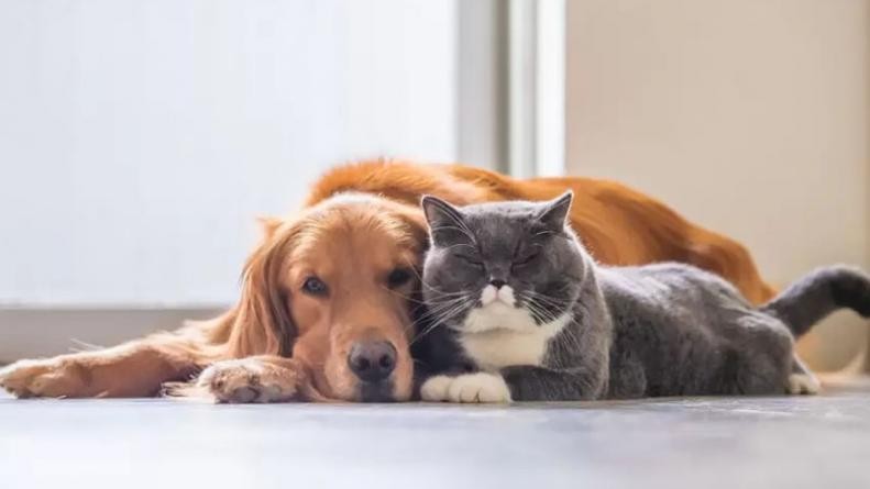 Un hombre tendrá que pagar cuota alimentaria para mantener sus mascotas | Curiosidades