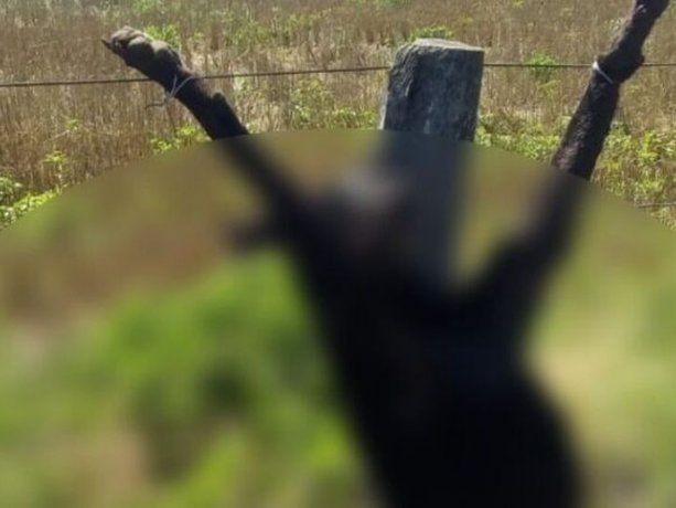 Un perro de caza se metió en su campo, lo mató y lo crucificó en el alambrado | Actualidad
