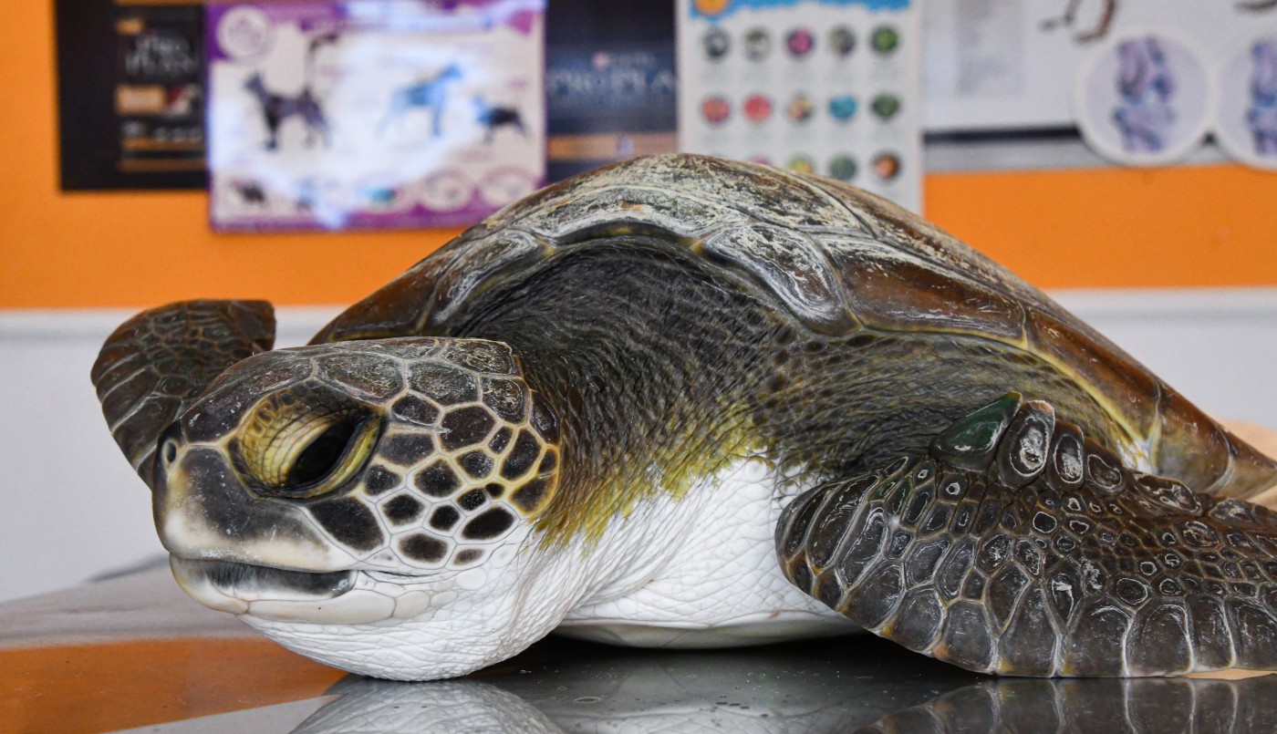 Videos y fotos alarmantes: una tortuga defecó más de 10 tipos de plásticos diferentes en San Clemente del Tuyú | Actualidad