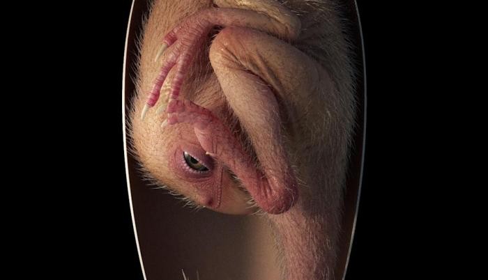 El descubrimiento de un huevo de dinosaurio revela un rasgo evolutivo desconocido | Internacionales