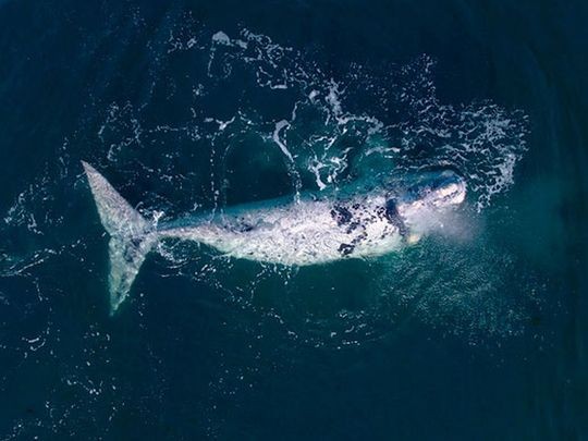 Con nueva cría, regresa a Península de Valdés la ballena cuyo parto fue el primero en ser filmado | Actualidad