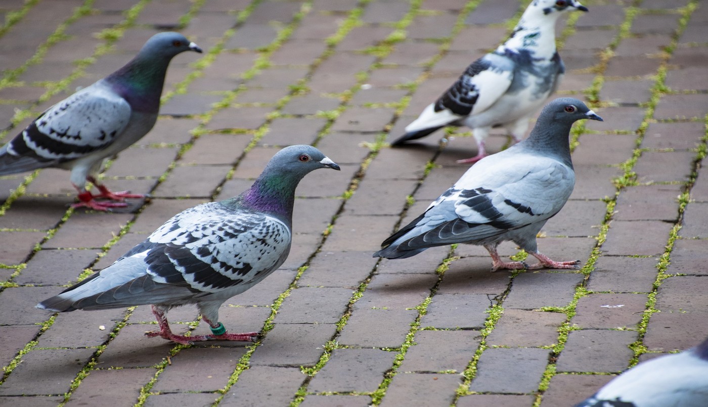 Alertan en La Pampa por casos humanos sospechosos de psitacosis transmitida por aves | Actualidad