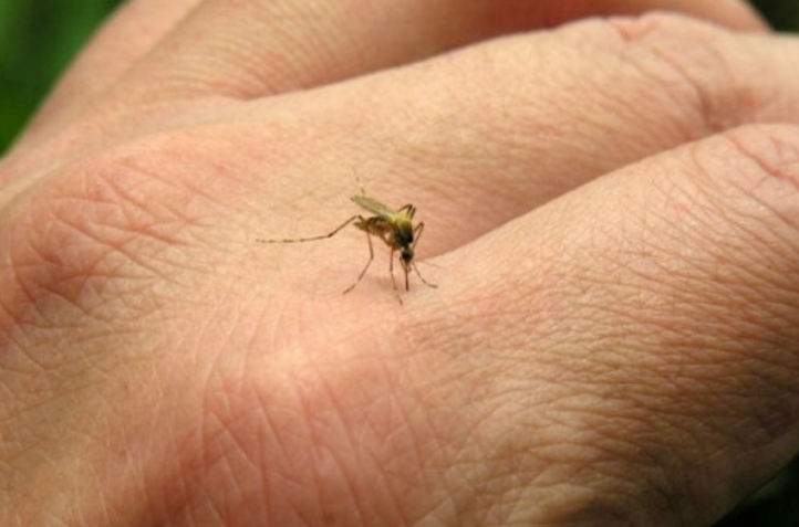 Operativos preventivos para evitar dengue, zika y chikunguya | Córdoba