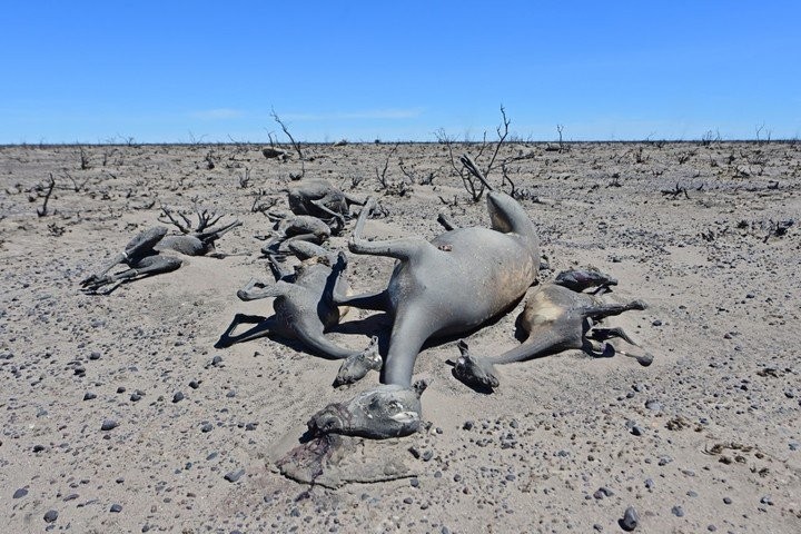 El video desolador de Puerto Madryn tras los incendios: "Sólo quedó muerte" | Actualidad