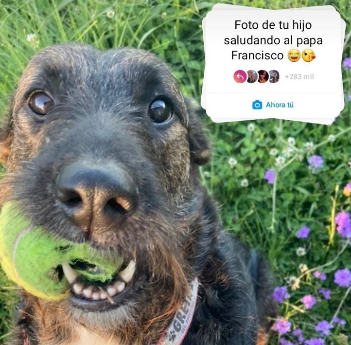 Tras los dichos del Papa Francisco se viralizó la consigna "Foto de tu hijo saludando al Papa" | Internacionales