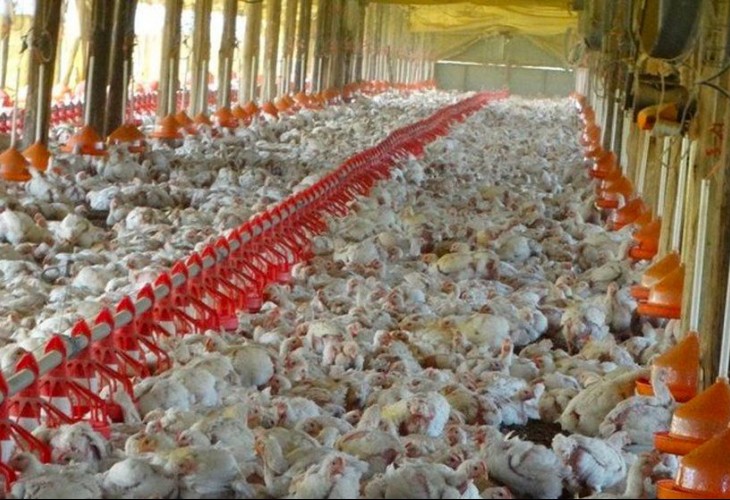 Murieron unas 400.000 gallinas en tres días por la ola de calor en Uruguay | Internacionales