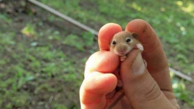 Sospechosos de provocar un brote de coronavirus, sacrificarán a miles de hámsteres en Hong Kong | Internacionales