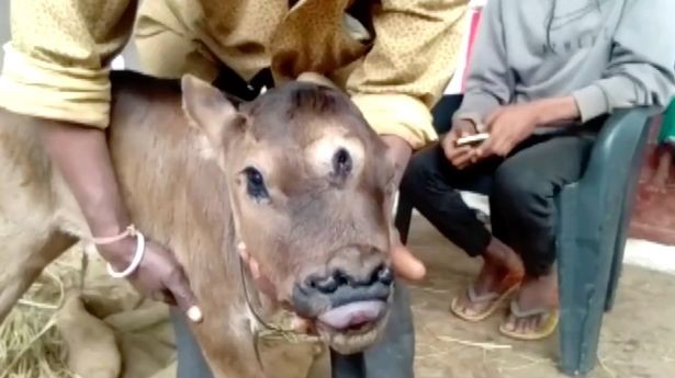 Nació un ternero con 3 ojos y 4 fosas nasales: creen que es la reencarnación de un dios | Curiosidades