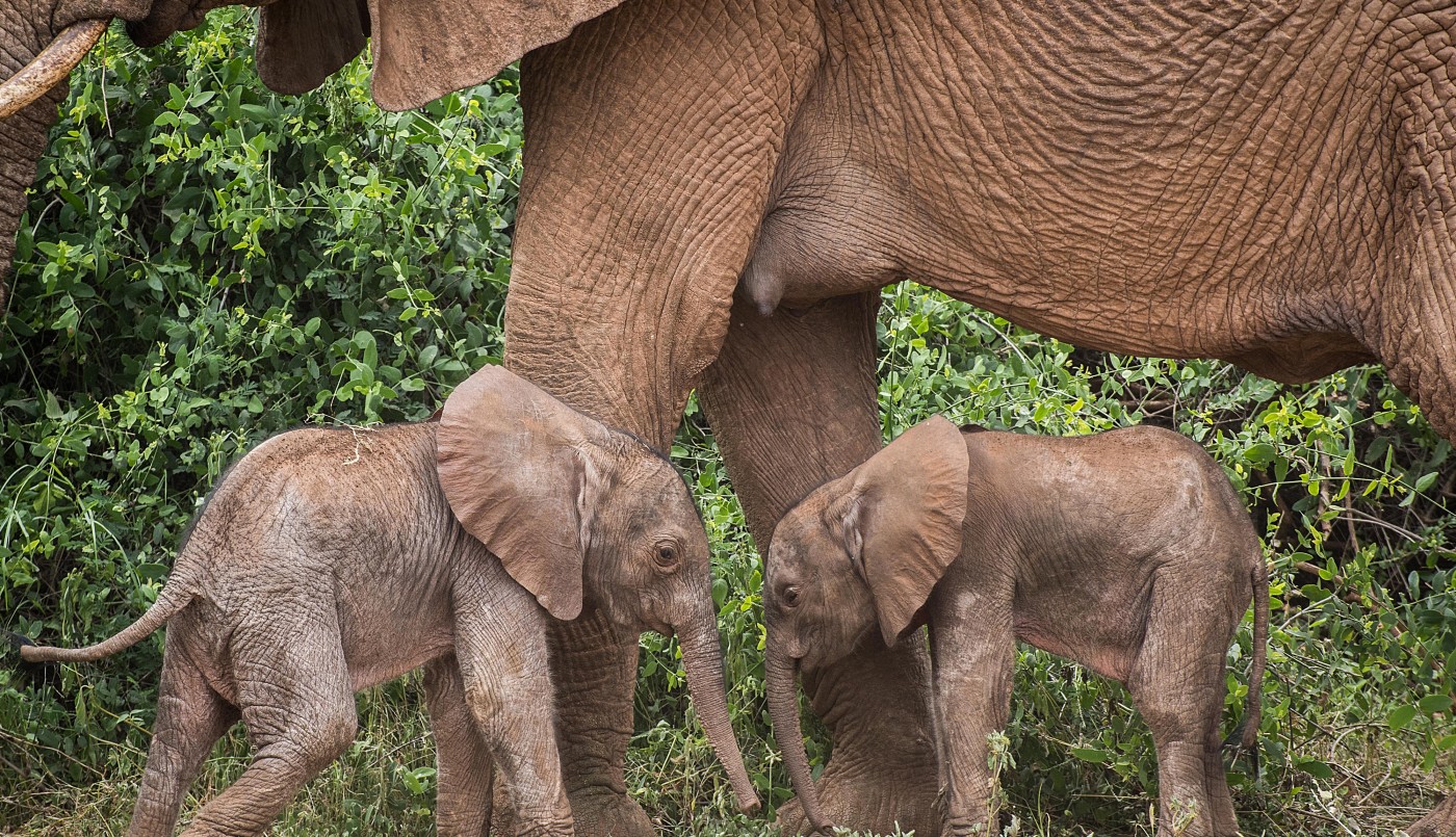 Inusual nacimiento de elefantes gemelos en Kenia | Internacionales