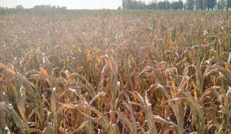 Entre Ríos declaró la emergencia agropecuaria debido a las sequías y las altas temperaturas | Actualidad