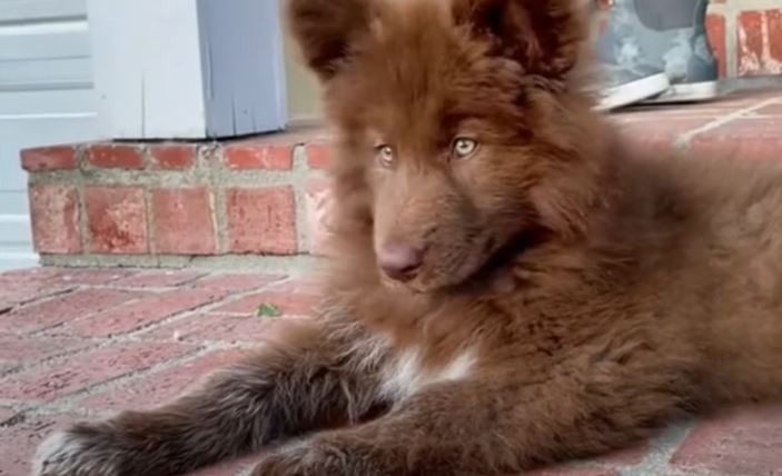 Clonación de mascotas, la nueva tendencia de los influencers | VIDEOS TFN CORDOBA