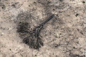 "Ecocidio": En 2021 se deforestaron más de 110 mil hectáreas en el norte argentino, según informe de Greenpeace | Actualidad