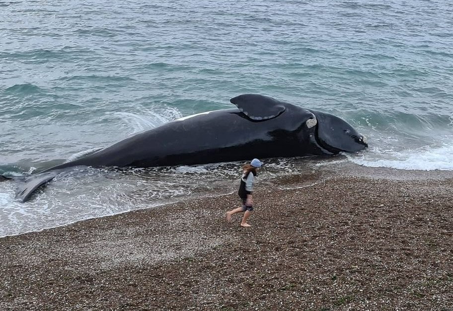 Casi medio centenar de ballenas aparecieron muertas en Península Valdés durante el 2021 | Actualidad