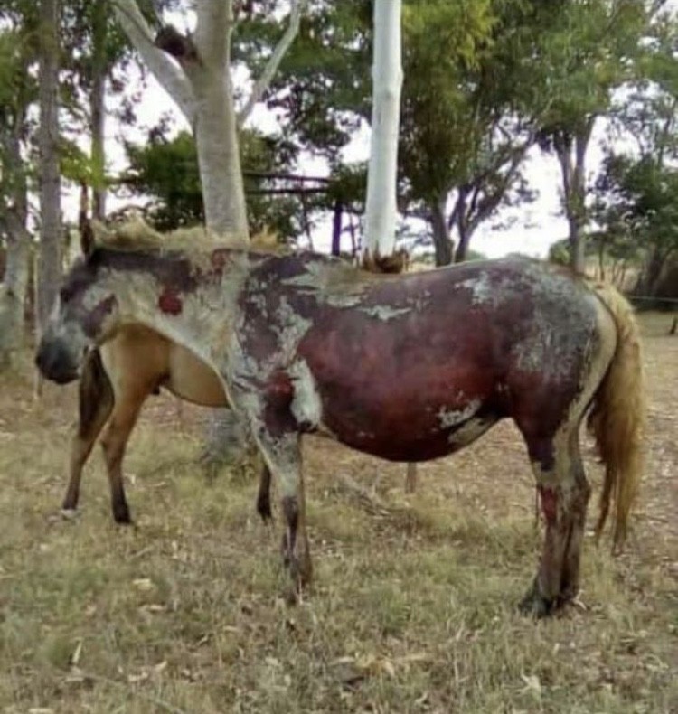 Incendios forestales sin control en Corrientes: “La provincia está ardiendo” | Actualidad