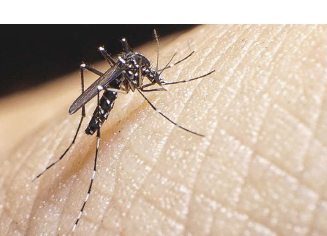 Rosario: una mujer llegó de Brasil con dengue y coronavirus a la vez | Actualidad