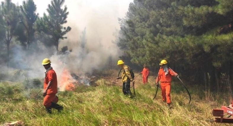 Brigadistas combaten focos activos de incendios forestales en Río Negro y Corrientes | Actualidad