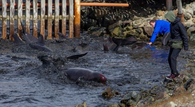 Decenas de delfines encallaron en las costas de Ushuaia | Actualidad