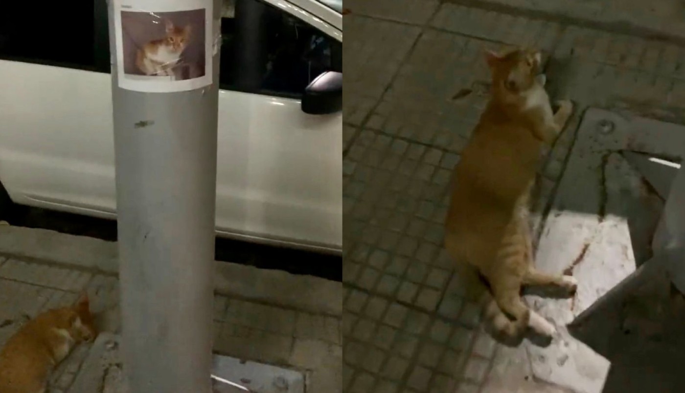 Encontró a un gatito perdido que estaba abajo de su cartel de se busca | Actualidad