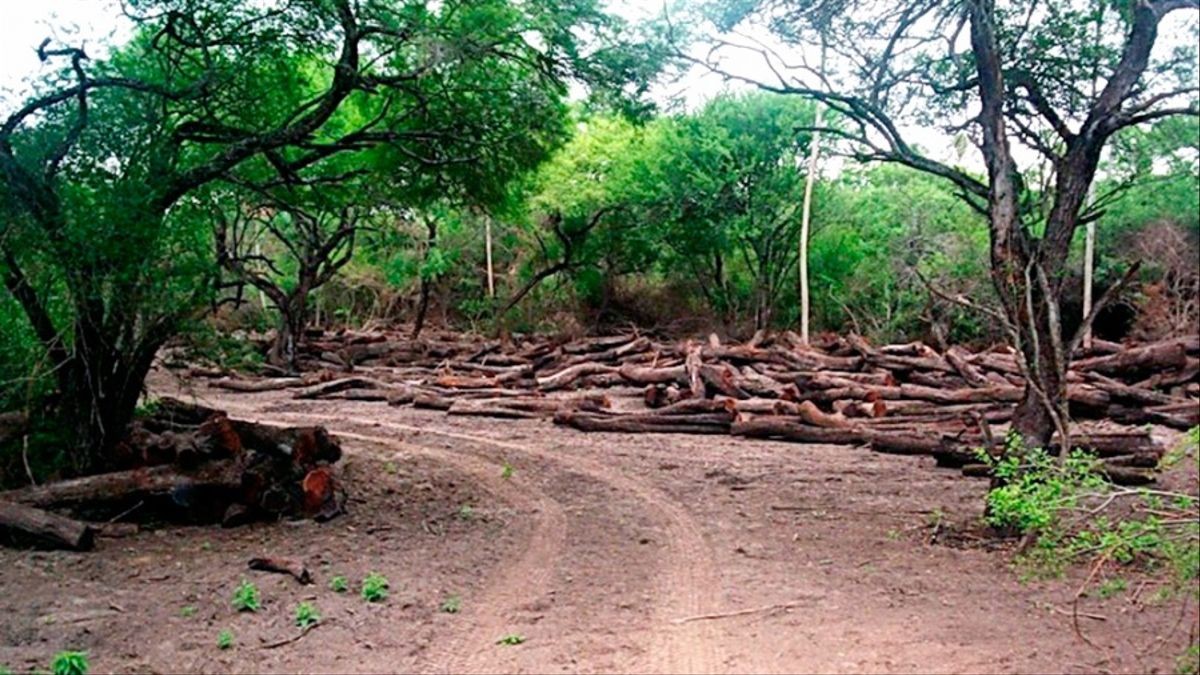Denuncian el desmonte ilegal en islas del Delta del Paraná frente a San Nicolás | Actualidad