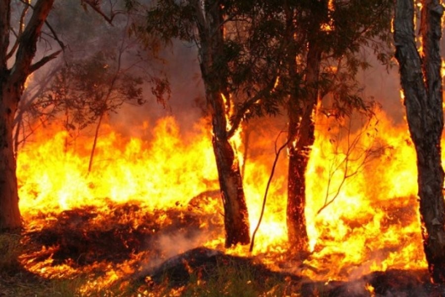 Corrientes: Valdés pidió ayuda a Estados Unidos para combatir el fuego | Actualidad