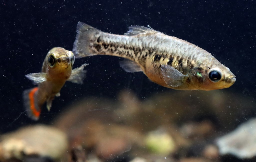 "Revive" el pez tequila, declarado extinto en 1998 | Internacionales