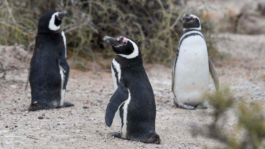 Hallaron pingüinos muertos con signos de ahorcamiento en Playa Unión | Actualidad