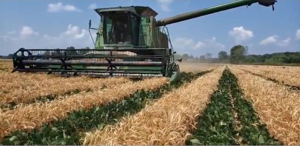 Los cereales tocan precios récord en Europa por la invasión a Ucrania | Política y economía