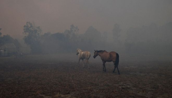 Continúan los rescates de animales afectados por los incendios en Corrientes | Actualidad