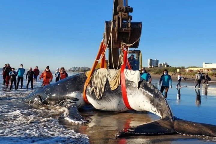 En 2021 aumentó casi un 50% la cantidad de fauna marina hallada muerta en la costa bonaerense | Actualidad