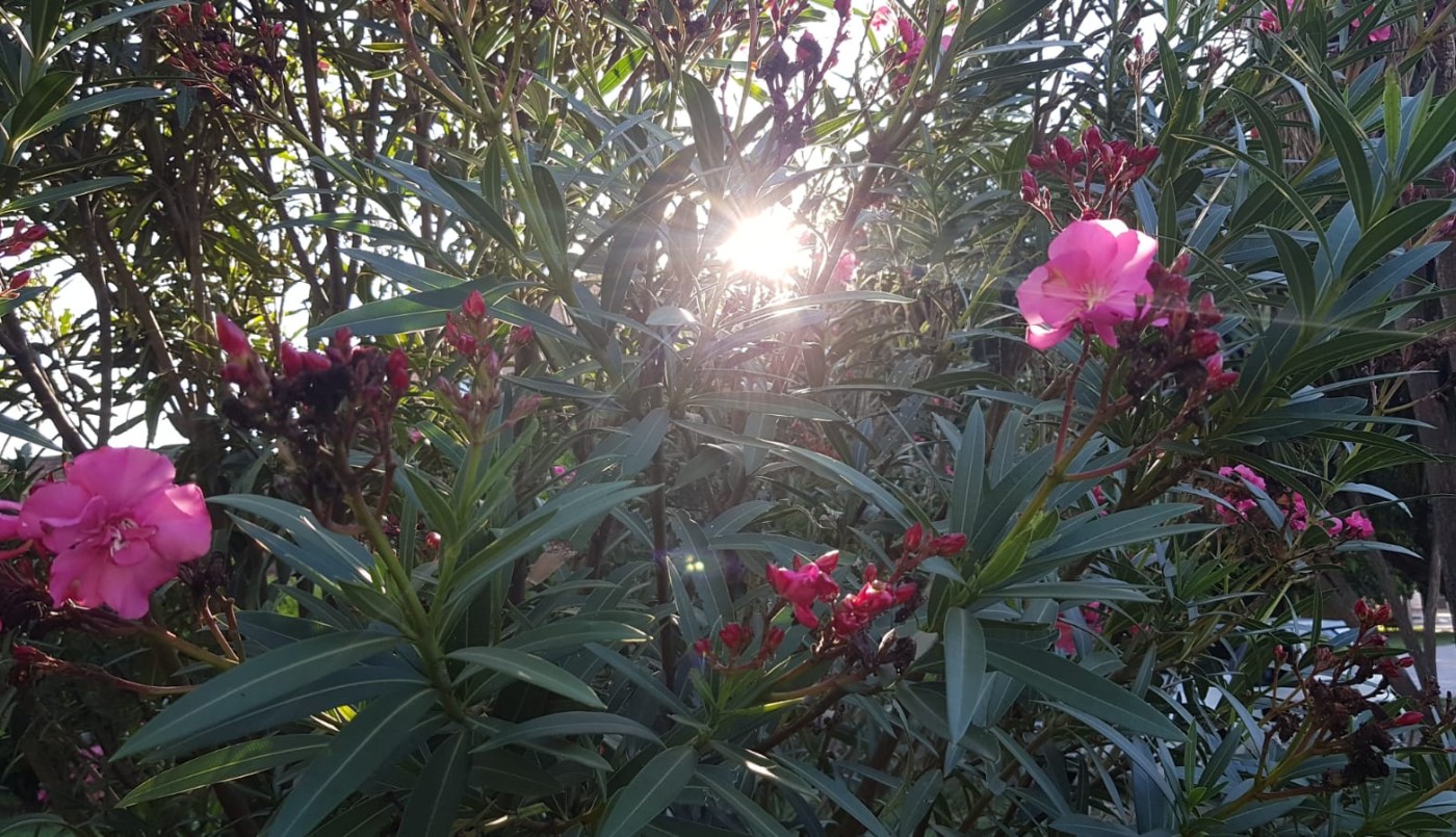 Buen tiempo, caluroso por la tarde, ascenso temperatura, máxima 31° | Córdoba