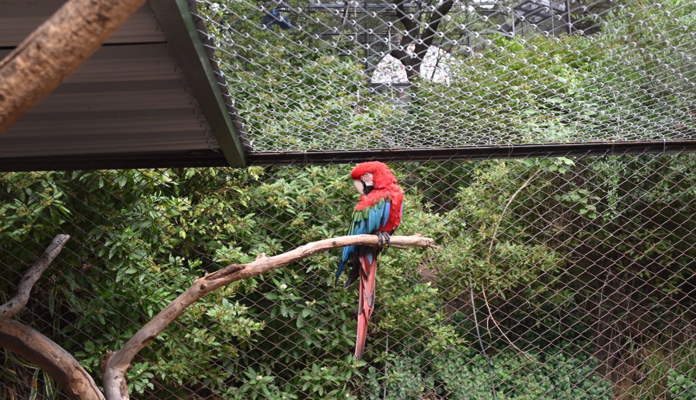 El Parque de la Biodiversidad recibió tres guacamayos rescatados del fuego en Corrientes | Córdoba