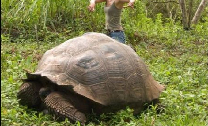 Descubren una nueva especie de tortuga gigante en Galápagos | Curiosidades