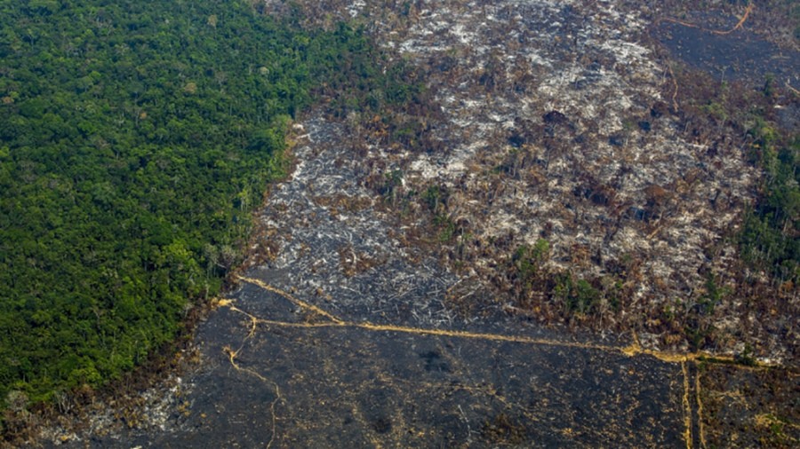 La deforestación de la Amazonía marcó un nuevo récord para febrero | Internacionales