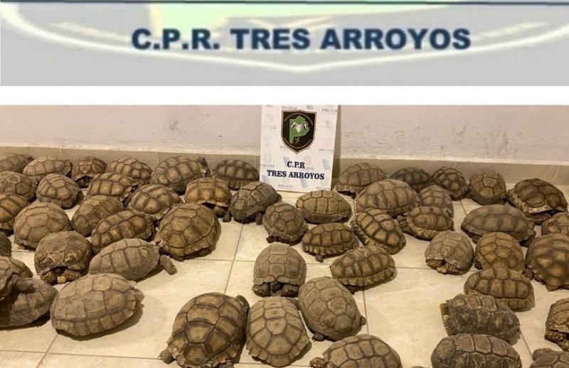Secuestraron 140 tortugas durante un allanamiento en Tres Arroyos | Actualidad