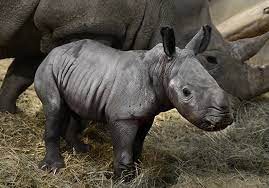 Bautizaron "Queenie" a un bebé rinoceronte en Inglaterra en honor a la reina Isabel II | Internacionales