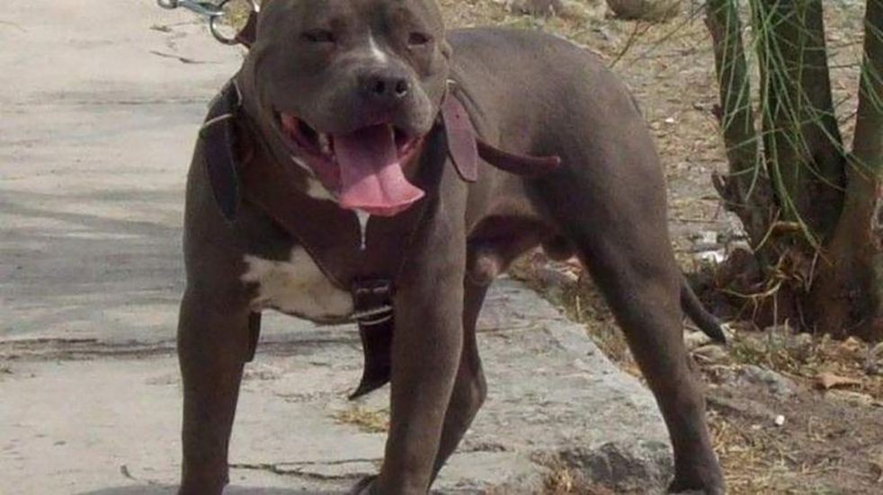 Una mujer de 87 años murió al querer salvar a su caniche del ataque de un pitbull | Actualidad