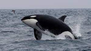 Lanzaron la temporada de orcas en Chubut | Actualidad