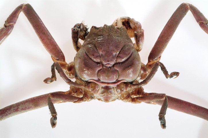 El misterio de los cangrejos samurái del Mar de Japón | Internacionales