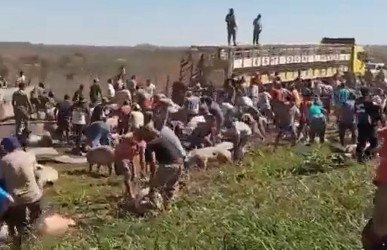 Marcos Juárez: por saqueo de cerdos habrá imputaciones | Córdoba