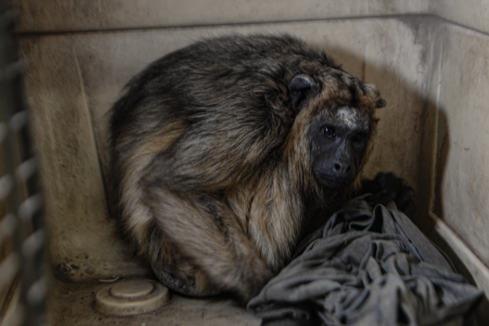 Una mona fue trasladada al Proyecto Carayá | Córdoba