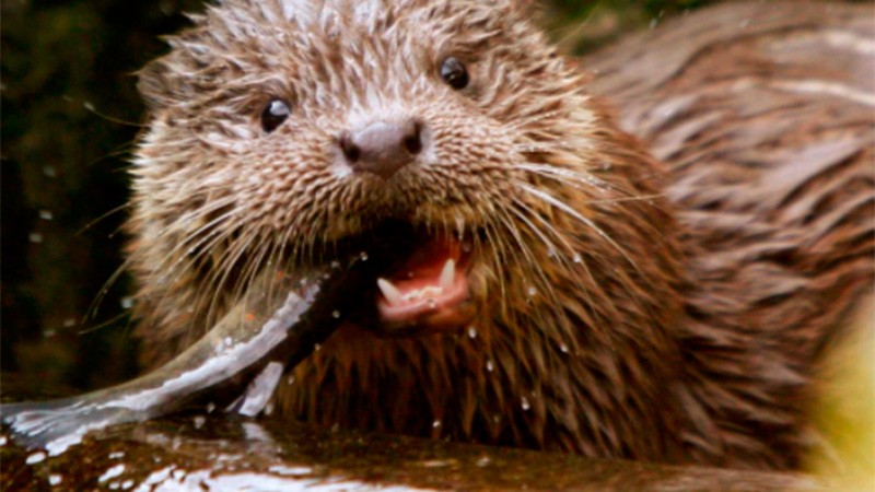 Detectan el primer caso en el mundo de coronavirus en una nutria salvaje | Internacionales