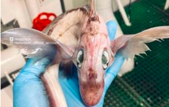 Un pescador ruso halló una extraña criatura en el mar: "bebé dragón" | Curiosidades