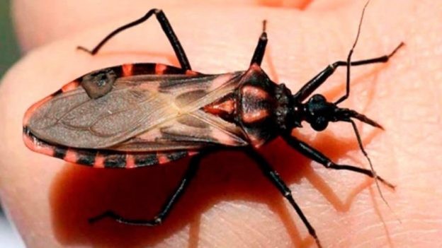 Enfermedad de Chagas: En Argentina nacen 1500 niños infectados por año | Actualidad