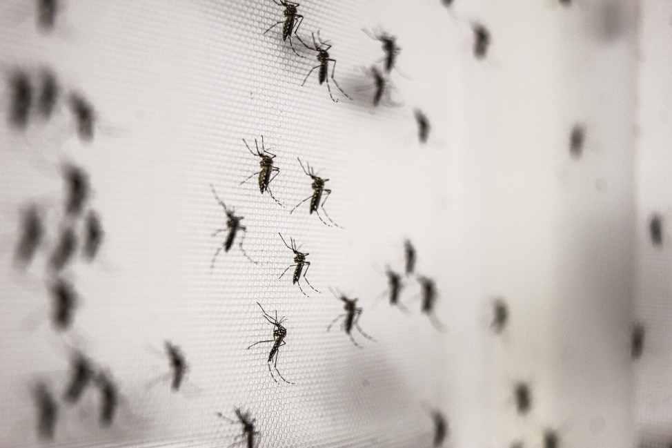 Alerta mosquitos: los virus transmitidos por estos insectos podrían provocar una nueva pandemia | Córdoba