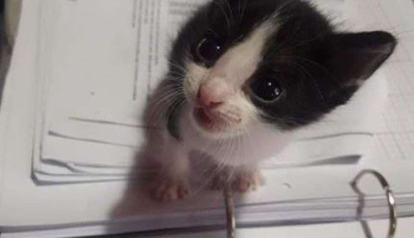 Conmovedor: un gato olió la ropa de su dueña fallecida y emocionó a todos | Actualidad