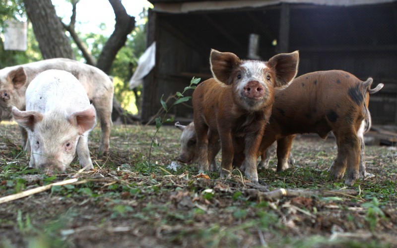 Nuevos casos de triquinosis en Córdoba | Córdoba