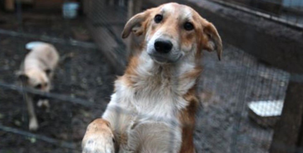 "Genocidio animal": critican la decisión municipal de sacrificar a los perros que pasen 6 meses sin ser adoptados | Actualidad